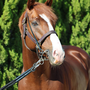 Jリーグ・浦和レッズ・阿部 勇樹 選手情報｜スポーツ情報はdメニュー